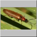 Denticollis linearis - Zahnhalsiger Schnellkaefer 01 13mm.jpg